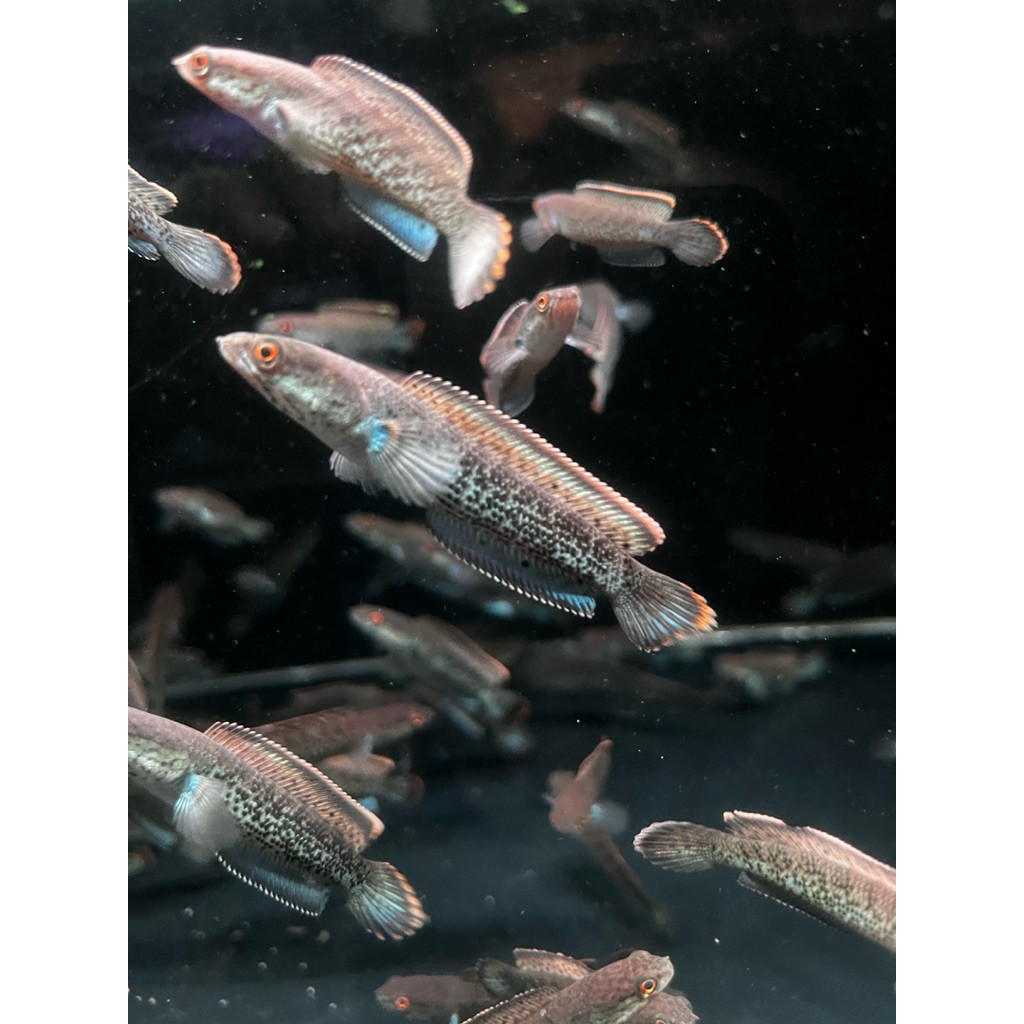 stewarti nyeni cana karbi sz 7-9 cm