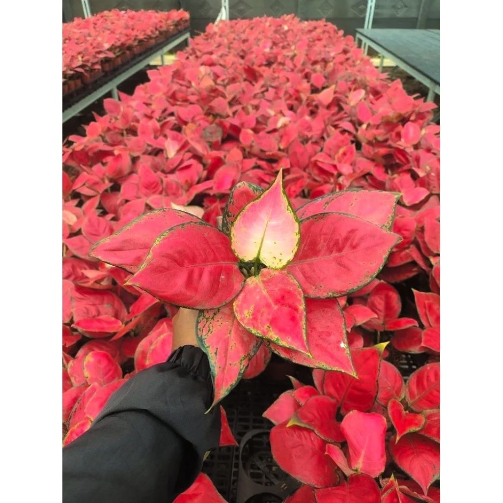 aglonema red Anjani berkualitas original termurah dan terlaris
