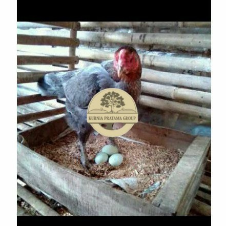 TELUR AYAM BIRMA UNTUK DI TETASKAN