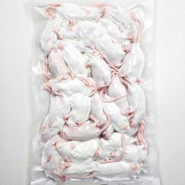 Mencit Frozen / Tikus Putih Beku / Pakan Predator / Size Dewasa Terbaru