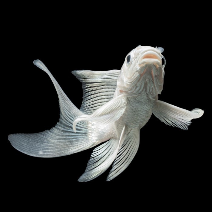 Koi Platinum Butterfly Short Body Lokal / Hudielong / Naga Air Platinum