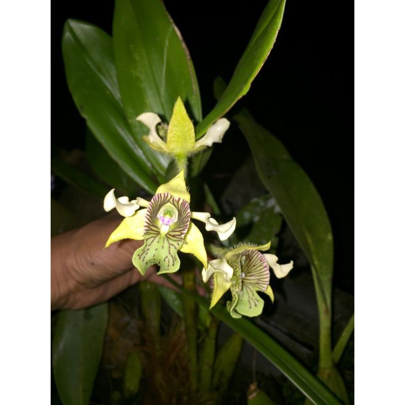 Bibit Anggrek spesies Dendrobium macrophyllum - anggrek jambrut katulistiwa asli jawa SL