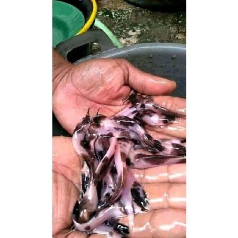 PAKETAN ISI 10 pcs lele tutul albino ori