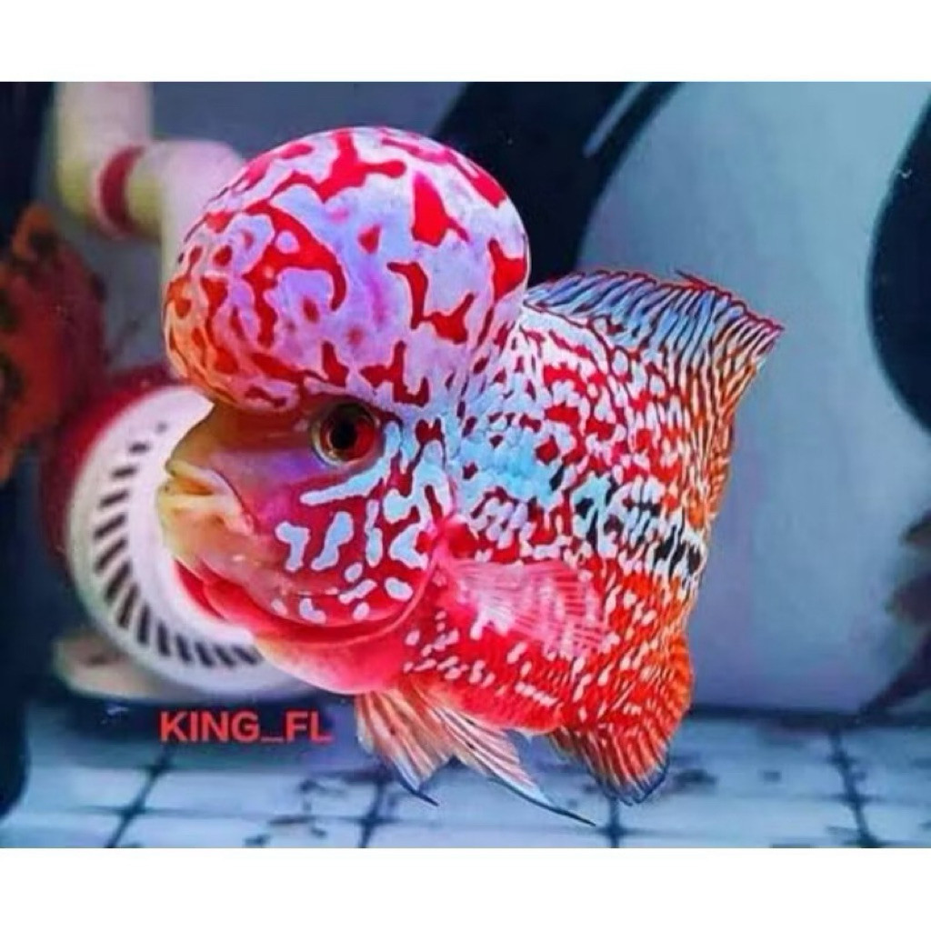 Burayakan Louhan Kamfa F2 GB VIP Thailand 3-4 cm  GARANSI doa sampai tujuan