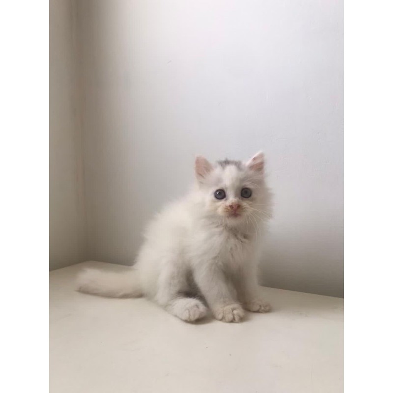 boneka kucing persia kitten putih betina
