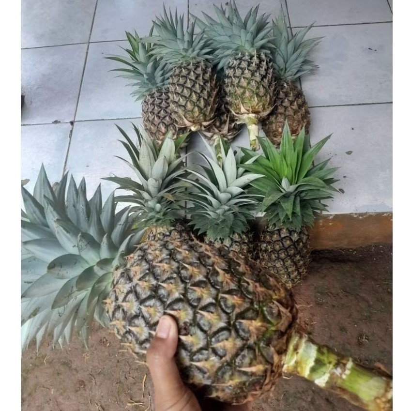 Nanas muda (1 buah ) super besar fress
