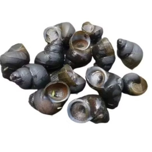 Tutut Hidup 1kg Fresh