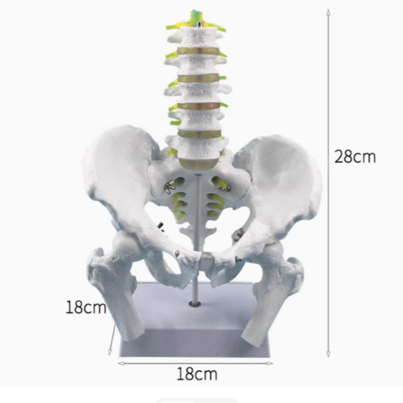 Five-segment lumbar belt pelvis model Lumbar spine naturally large male pelvic belt five-segment lum