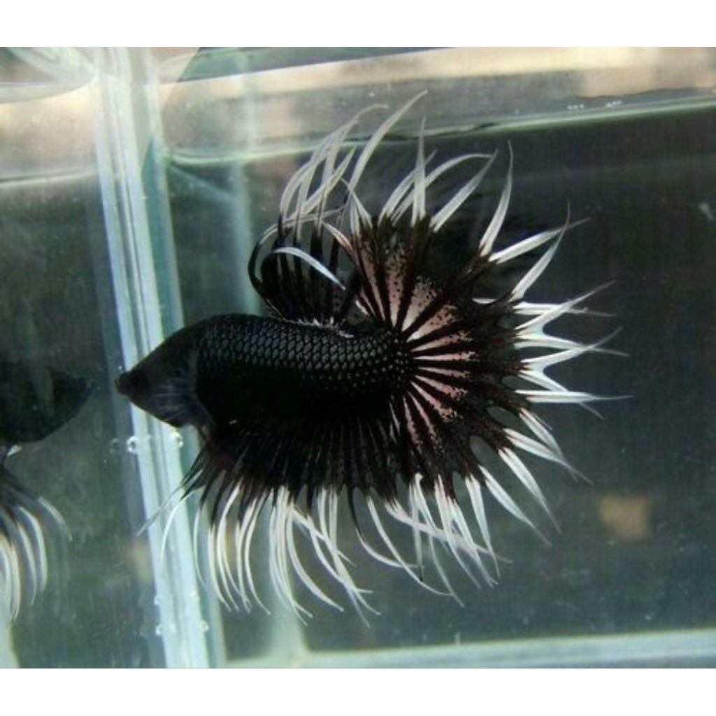 Cupang CT Crowntail Serit Cendol Warna Warni SizeM++ HIASAN AKUARIUM