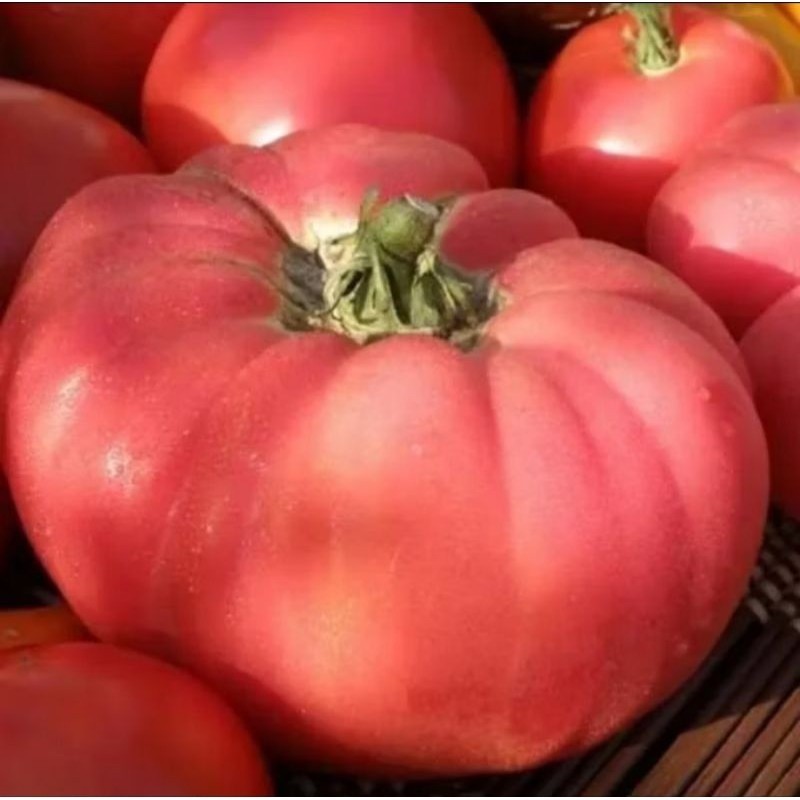 BIJI BENIH TOMAT JUMBO /TOMAT BESAR - ISI 5 BUTIR