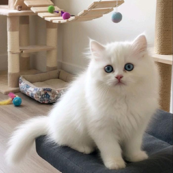 Kucing Mix ragdoll Blue eyes super