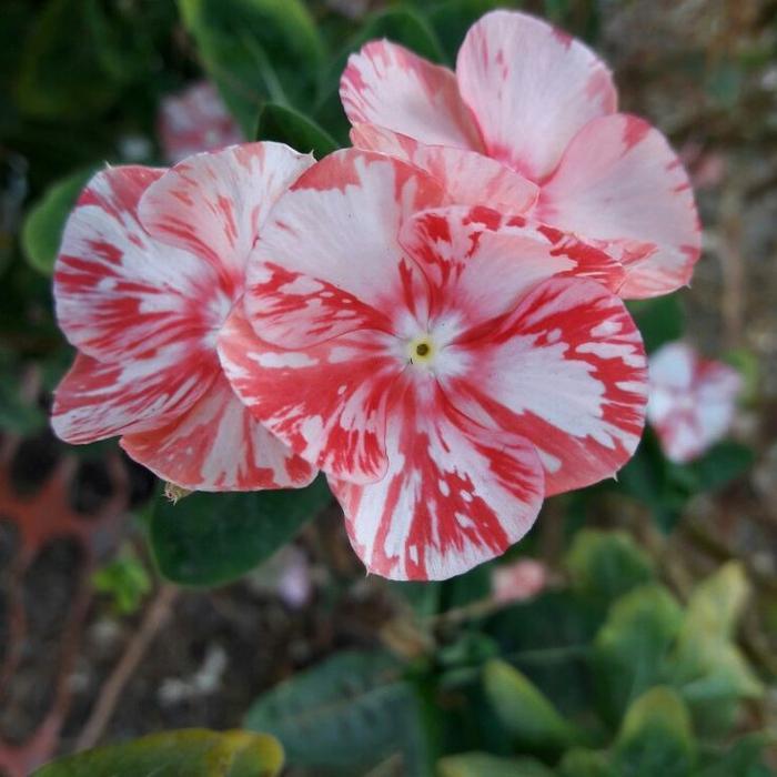 tanaman hias vinca tapak dara vinca bunga putih oren