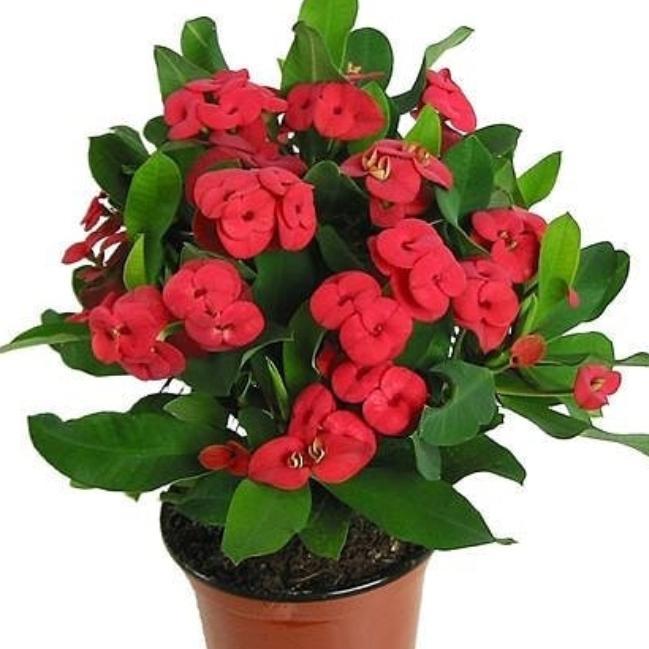 Tanaman Euphorbia Mili / Ekorbia