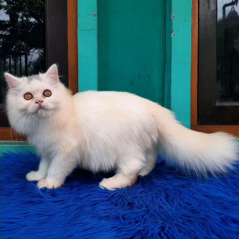 Kucing Persia Kitten Flatnose Longhair Bulu Kapas Bigbone