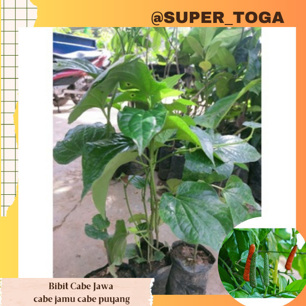 Bibit Cabe Jawa bibit cabe jamu bibit cabe jawa puyang
