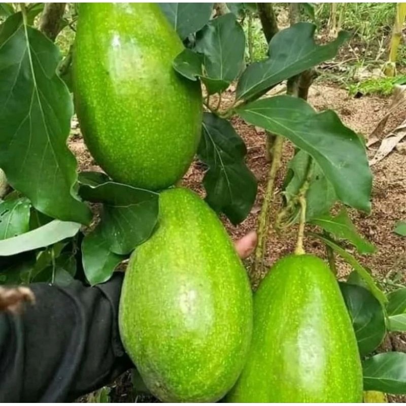 Bibit Alpukat Mentega Jumbo, Tinggi 1 Meter, Batang Besar