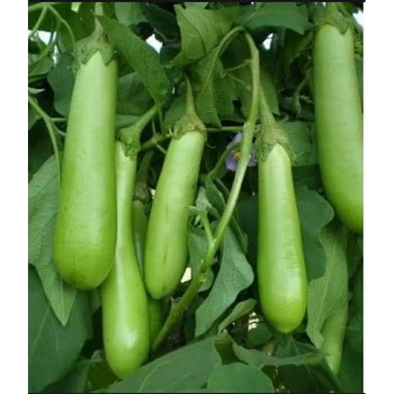 50 benih terong hijau unggulan