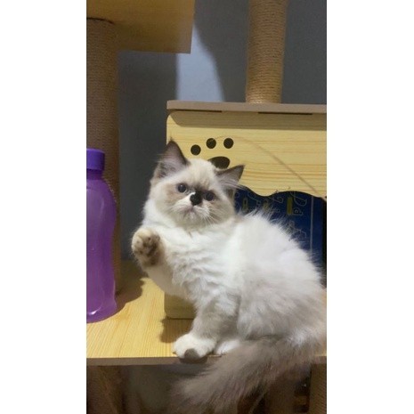 KUCING KITTEN RAGDOLL SIMETRIS
