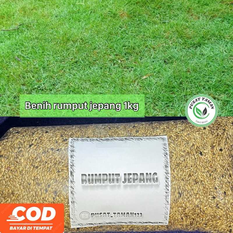 1Kg Benih Rumput Jepang/Benih Rumput Jepang 1kg