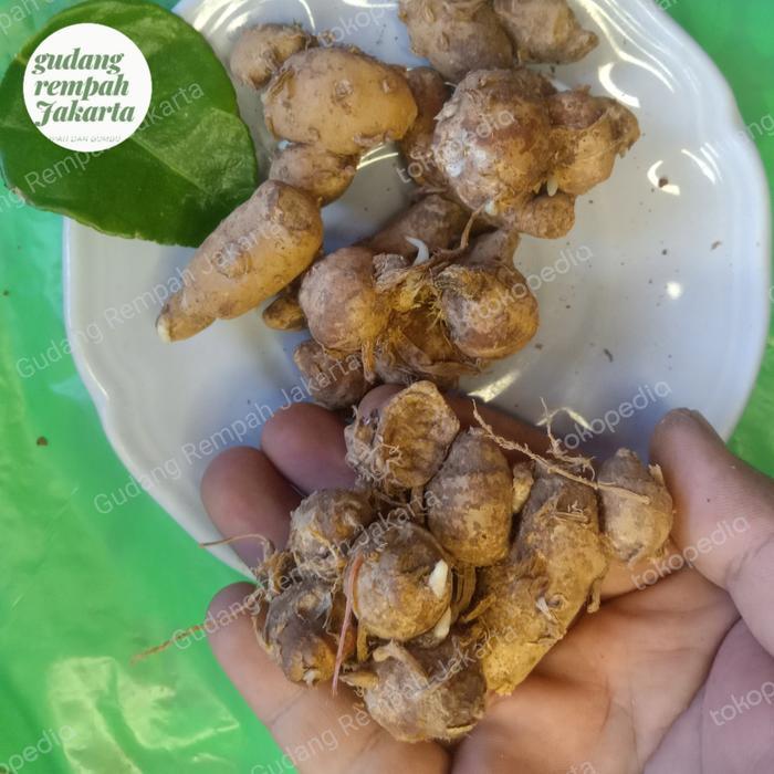 kencur segar 1 kg