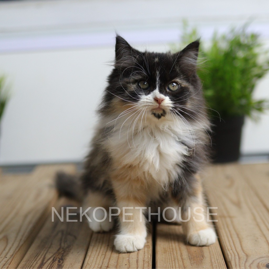 Kucing Kitten Persia Flatnose Longhair 3 bulan Jantan