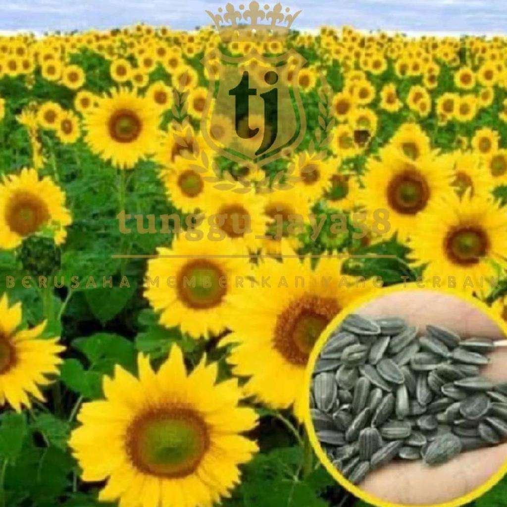 500 Biji/Benih Bunga Matahari Biji Kecil Sun Flower benih Bunga Matahari Local