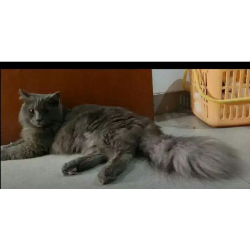 kucing persia jantan