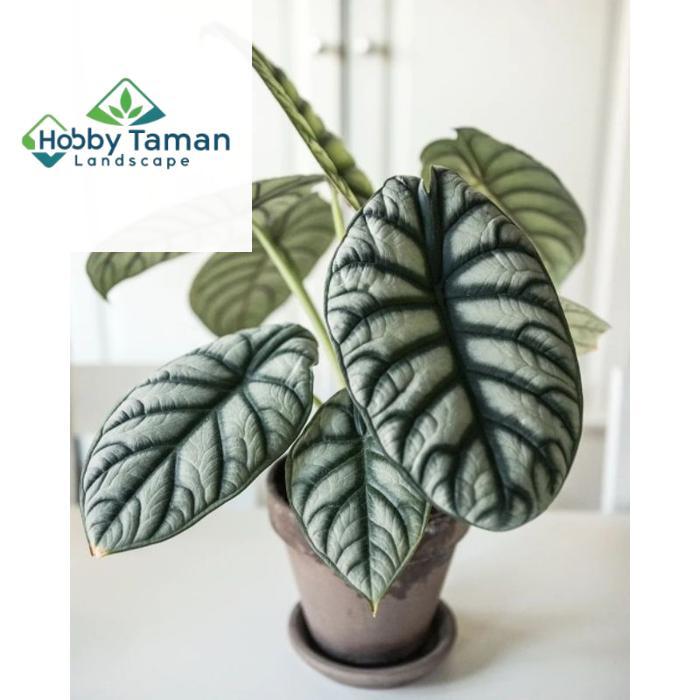 Alocasia Dragon Silver / keladi dragon Scale silver