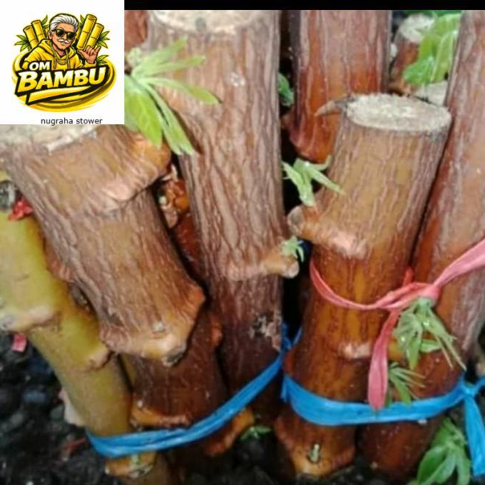 Bibit pohon singkong mentega