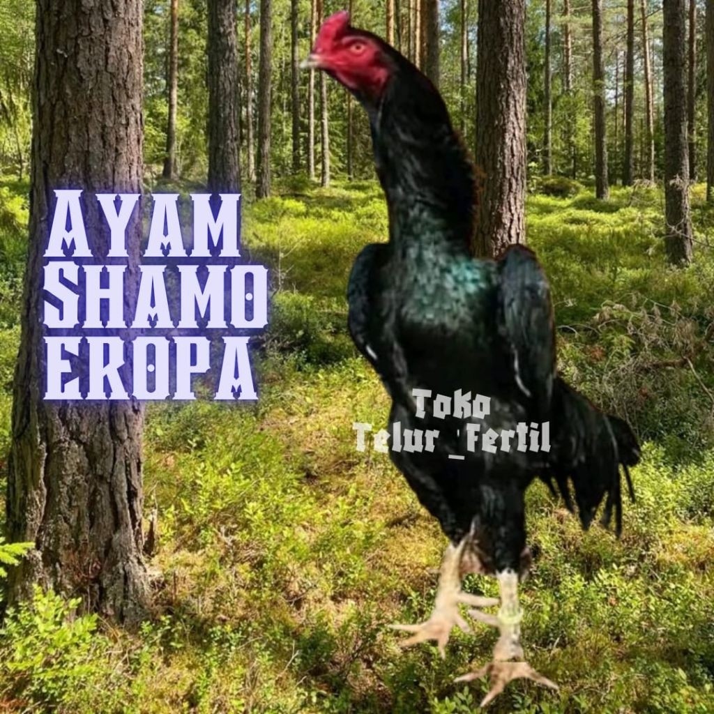 TELUR AYAM SHAMO EROPA ORI PETARUNG JUARA UNTUK DITETASKAN