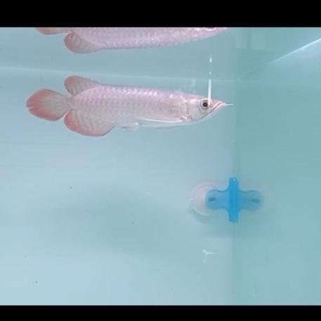 Arwana silver red 13-14 cm bergaransi sampai tujuan