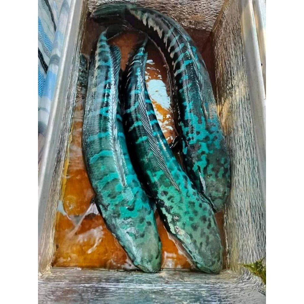 PAKET HEMAT ISI 2 TOMAN GOBLIN BIRU UK 10-13CM BAHAN HIJAU