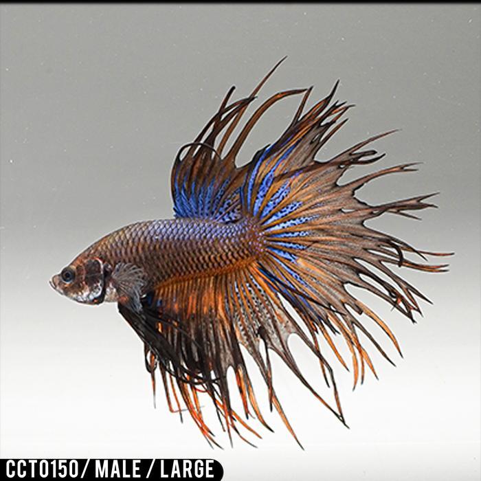 Cupang Hias Serit Kuning / Yellow Solid / Betta Fish Crowntail - CCT0150