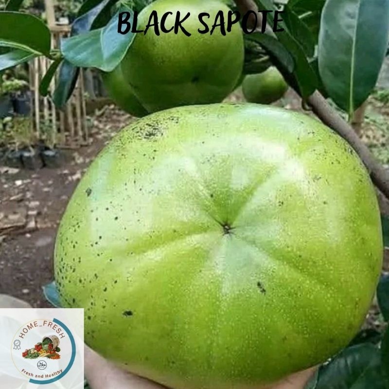 Buah Black Sapote Giant Mexsiko Rendah Lemak