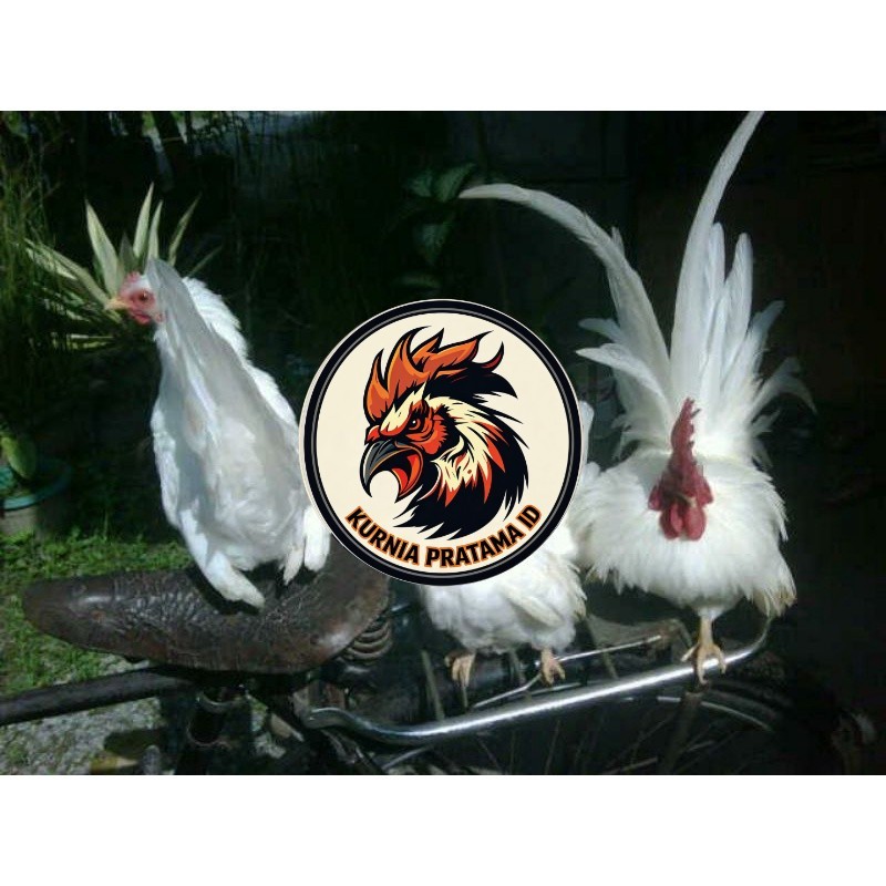 TELUR AYAM HIAS KATE JEPANG SAMURAI UNTUK DI TETASKAN KURNIA PRATAMA ID