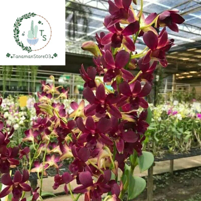 Anggrek Dendrobium Coyote Red Dewasa