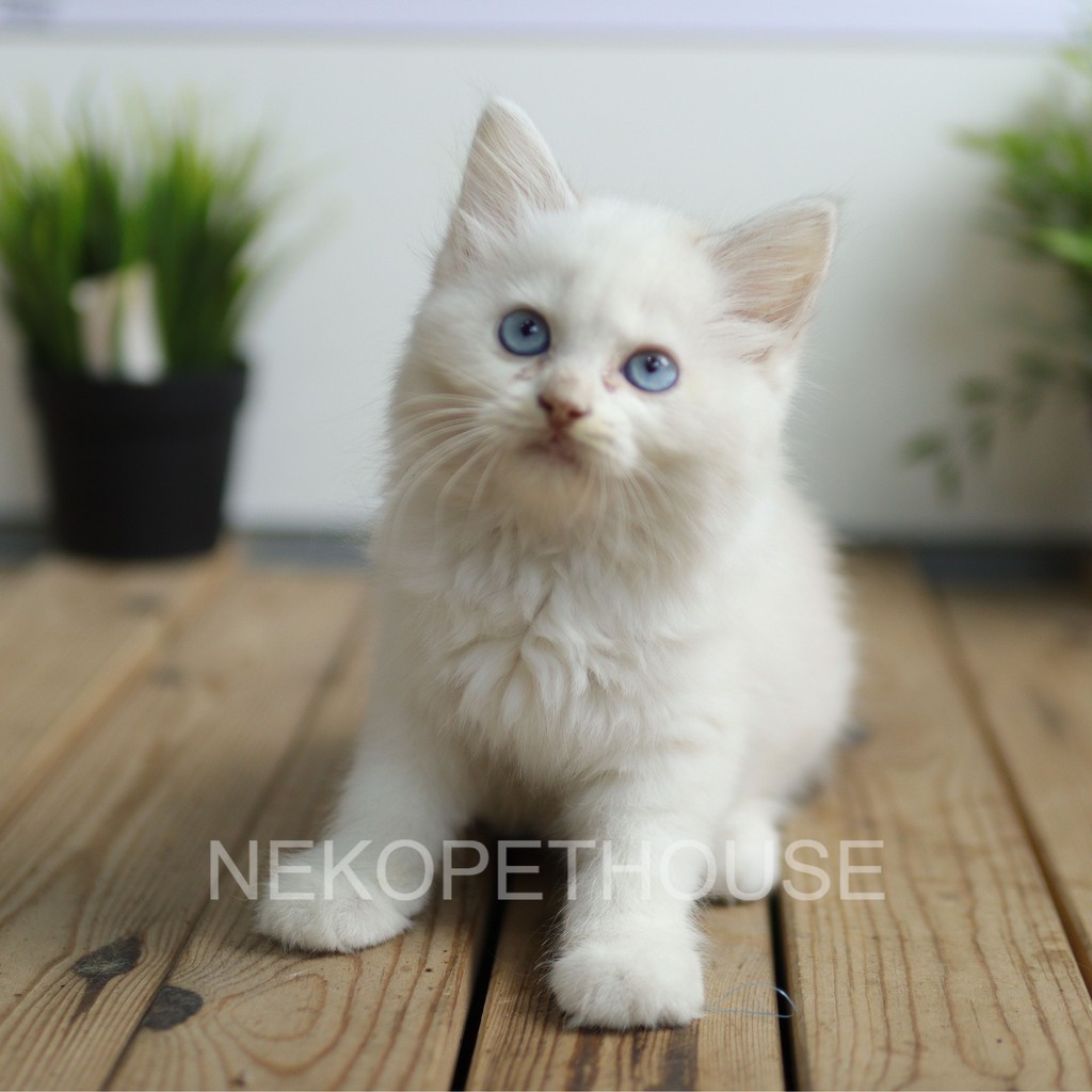 Kucing Kitten Persia Longhair bukan Shorthair