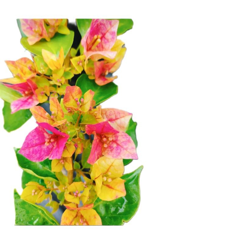 NEW Bougenvile Bunga Golden Row Bibitan Akar Kuat