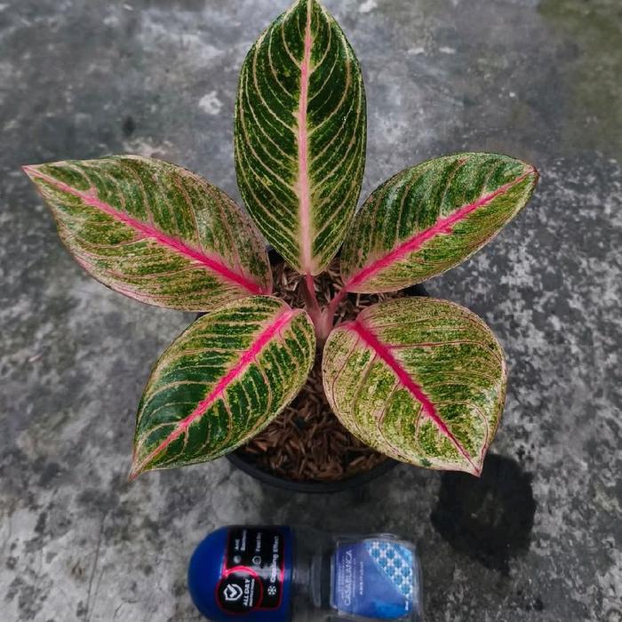 Bibit tanaman hias aglonema Veronica golden