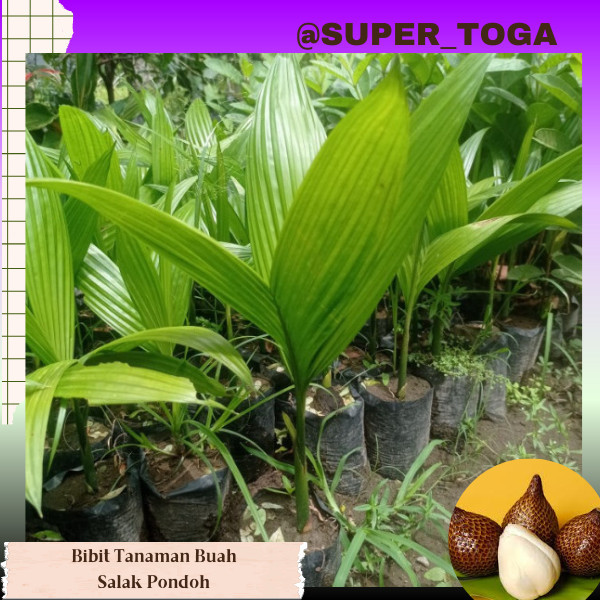 promo bibit tanaman salak pondoh siap tanam bibit salak pondoh pohon salak pondoh bibit salak bali