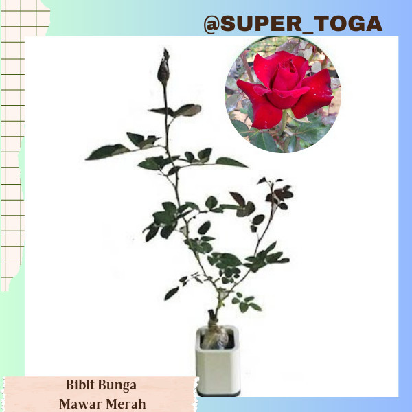bibit bunga Mawar Merah bibit mawar merah