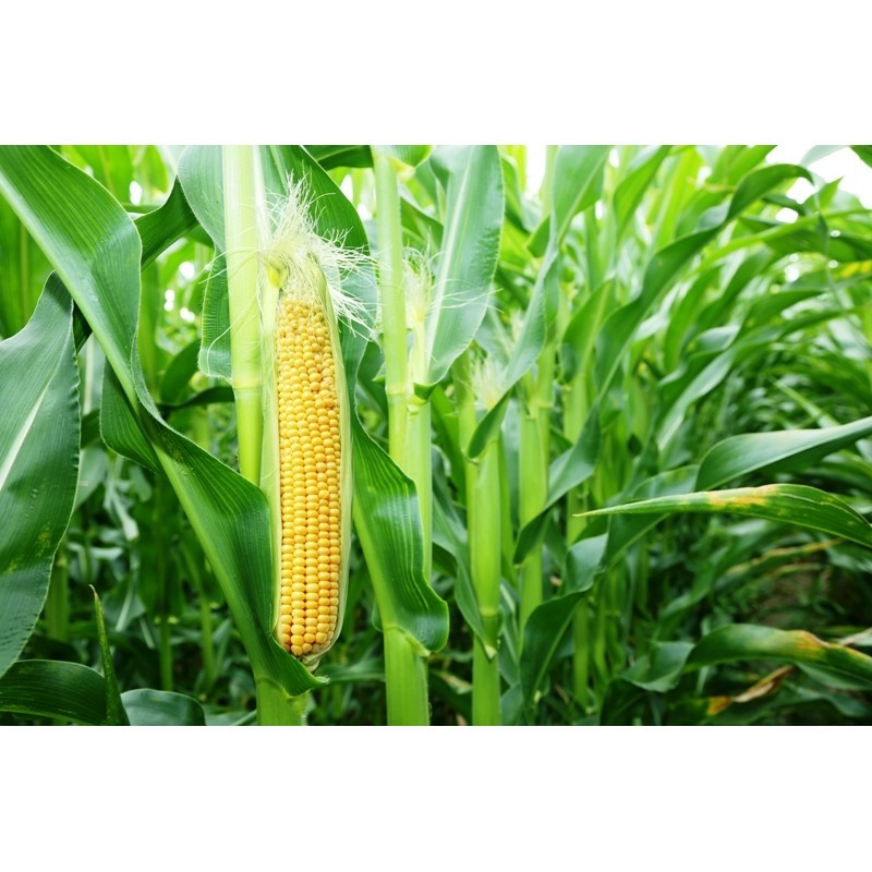 500 BENIH JAGUNG MANIS MADU UNGGUL