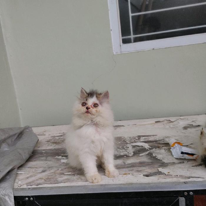 kucing kitten persia peaknose dan flatnose TERMURAH SE INDONESIA RAYA - flatnose betina