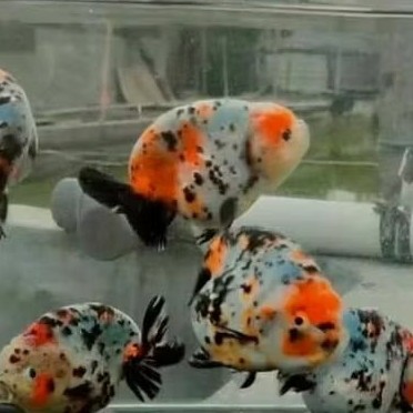 ikan mas koki ranchu sapi 6-8 color / ikan mas koki warna warni koky sapi / ikan mas koki rancu sapi