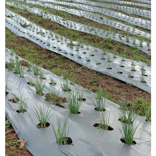 TERMURAHmulsa plastik mulsa pertanian 1roll hitam perak merk lotus plastik pagar tanaman sawah lebar