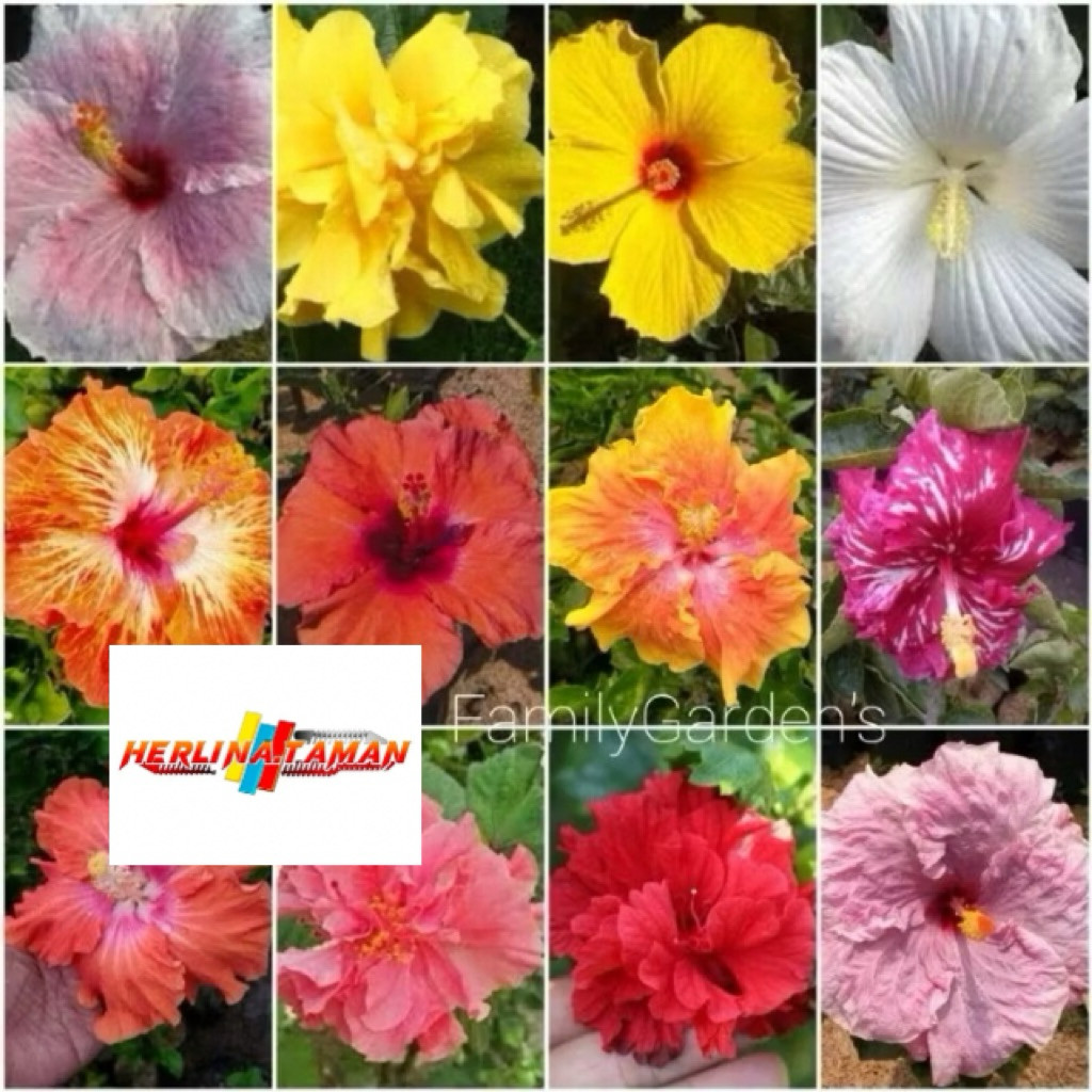 Tanaman Bunga Sepatu / Bunga Hibiscus Tumpuk Bangkok
