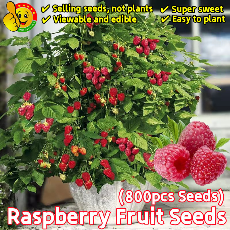 (Fresh 100pcs Seeds) Biji Benih Buah Buahan Potted Dwarf Raspberry Plant Seeds for Planting Edible B