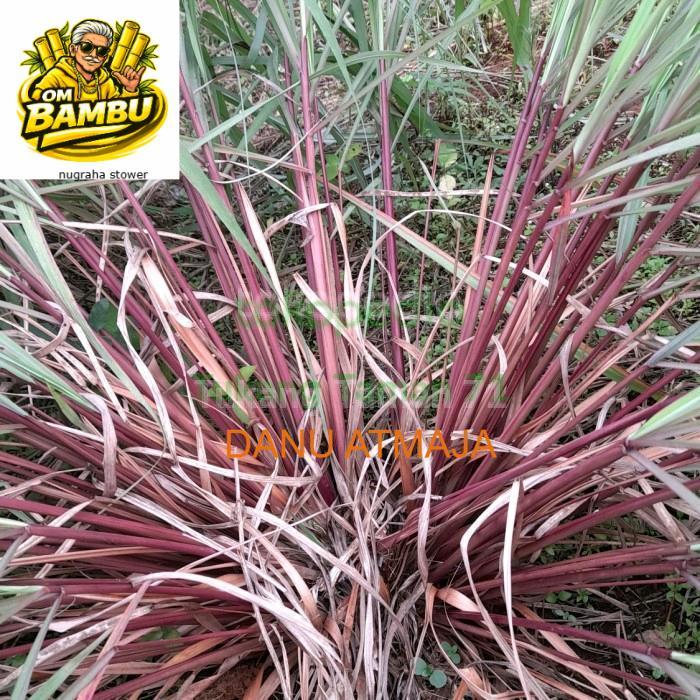 SEREH MERAH SEREH WANGI (1 kg sereh wangi/sereh merah