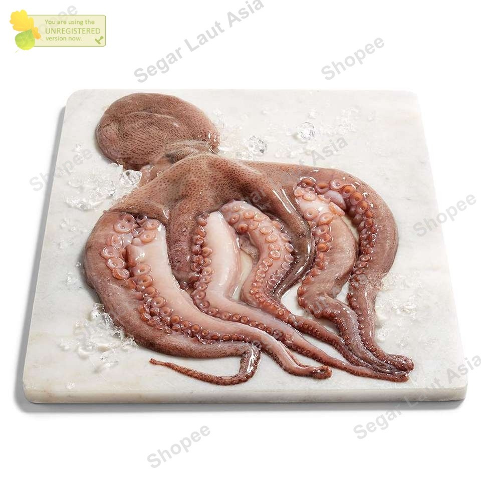 BEST SELLER Gurita Octopus Gurita Segar Gurita Besar Gurita 1Kg