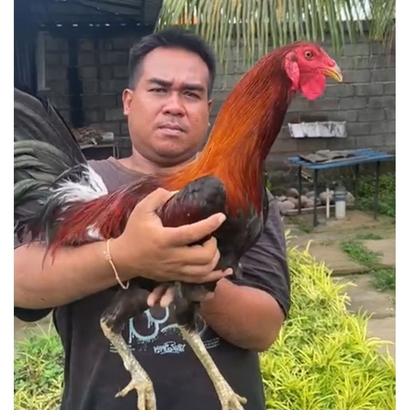 Telur ayam ak47 gejor original jaminan full getar Telur Ayam filipin fertil